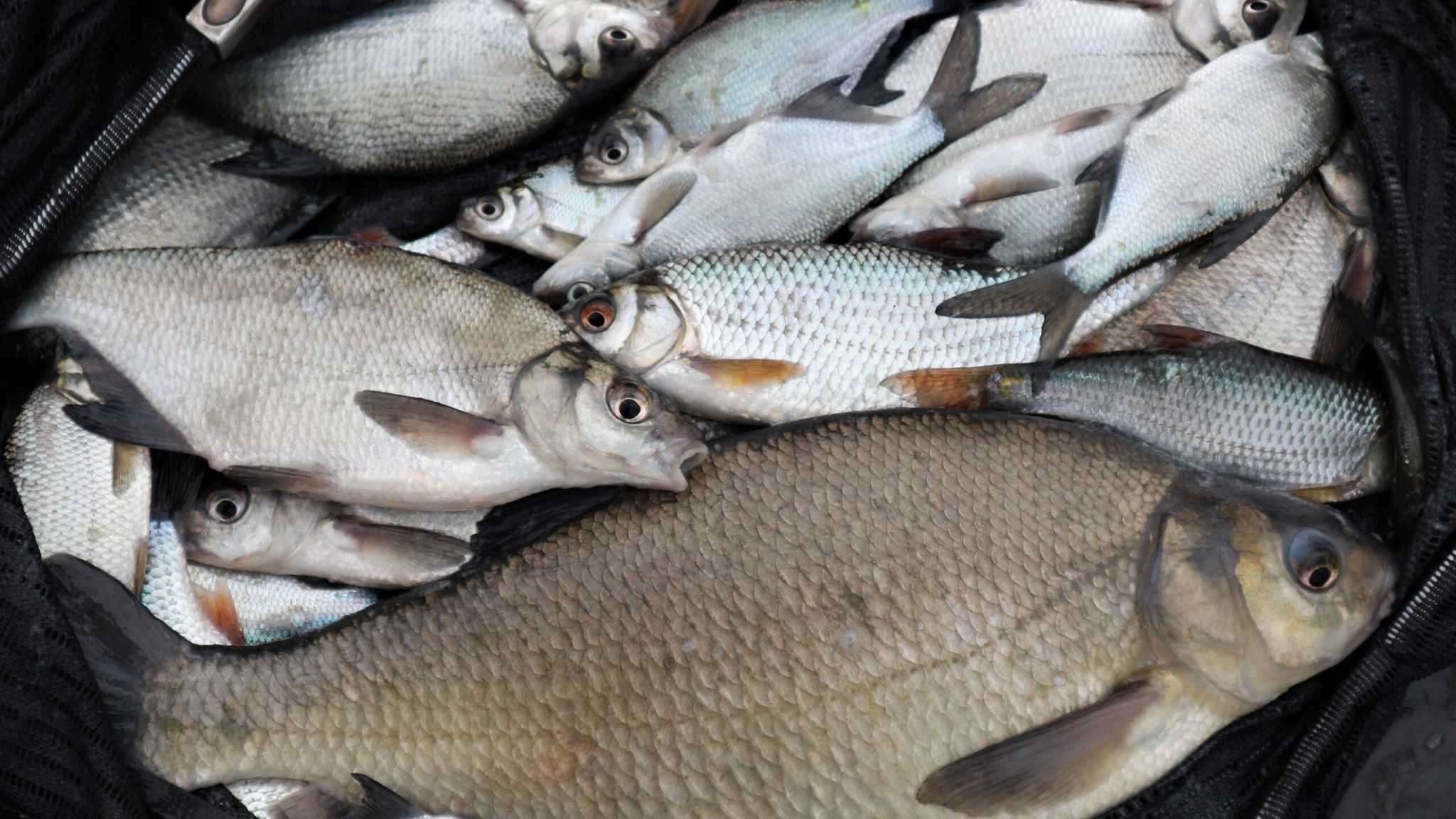 Spring Silvers: Why Roach & Skimmers Shine